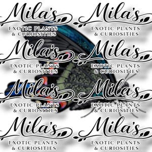 以下が含まれることがあります： 「Mila's Exotic Plants & Curiosities」のテキストがスタイリッシュなスクリプトで繰り返されるパターン。青、黒、緑の羽を持つ蝶がデザインの中央に配置されています。背景は白です。
