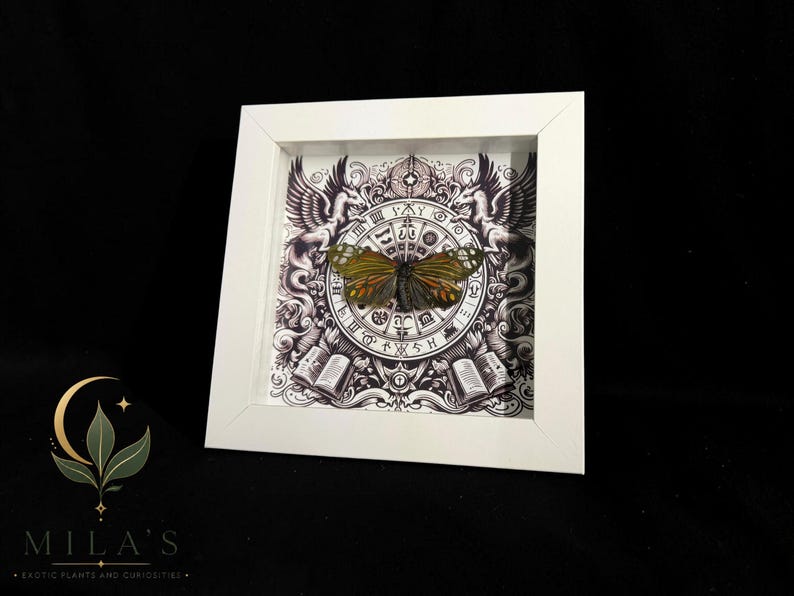 May include: A square white shadow box frame containing a preserved butterfly with orange and black wings. The background features a detailed black and white illustration of a circular zodiac-style chart, two winged creatures, and open books.
