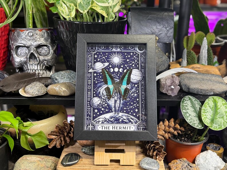 Blue Bottleneck “The Hermit Celestial Wanderer” Framed Specimen Art | Graphium sarpedon Tarot Decor bild 3