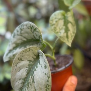 May include: A small potted Scindapsus pictus plant featuring heart-shaped leaves with variegated patterns of deep green and silvery-grey. The plant is housed in a simple brown plastic nursery pot filled with dark potting soil, showcasing its foliage.
