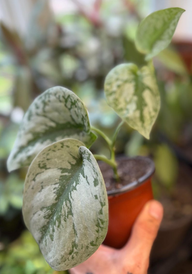 May include: A small potted Scindapsus pictus plant featuring heart-shaped leaves with variegated patterns of deep green and silvery-grey. The plant is housed in a simple brown plastic nursery pot filled with dark potting soil, showcasing its foliage.