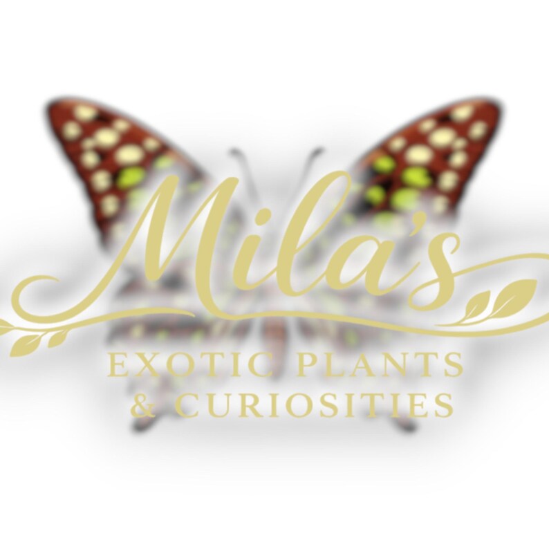 Green Tailed Jay PNG Pack 2 of 2 | 19 Graphium agamemnon 300 DPI Butterfly Clipart Files image 3