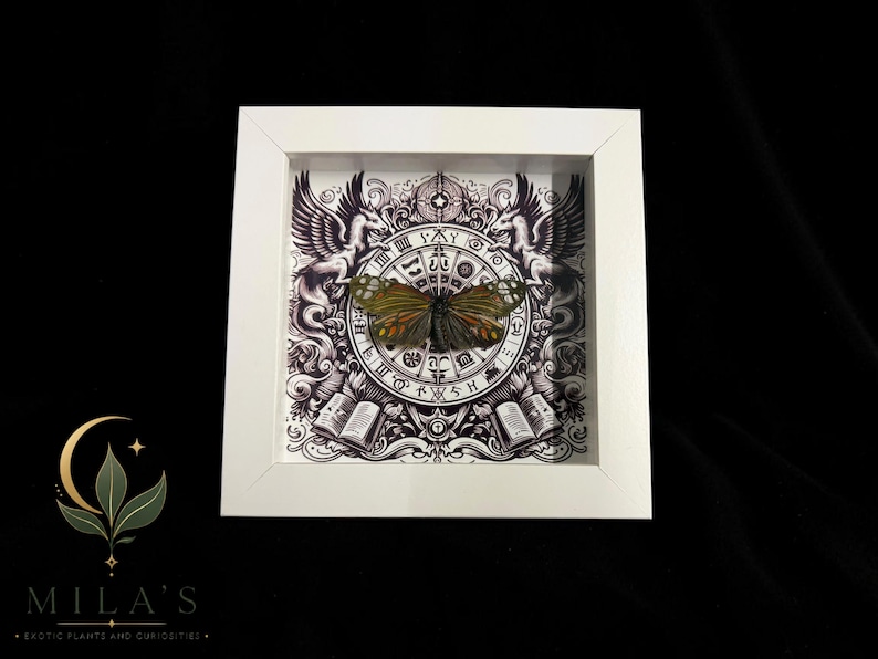 May include: A square white shadow box frame containing a preserved butterfly with orange and black wings. The background features a detailed black and white illustration of a circular zodiac chart, two winged creatures, and open books.