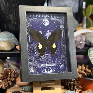 May include: A framed butterfly specimen with a black frame. The artwork inside features a dark blue background with a butterfly, moon, and stars. The text "THE MOON" is visible at the bottom. The frame is displayed on a wooden stand.