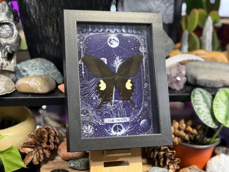 May include: A framed butterfly specimen with a black frame. The artwork inside features a dark blue background with a butterfly, moon, and stars. The text "THE MOON" is visible at the bottom. The frame is displayed on a wooden stand.