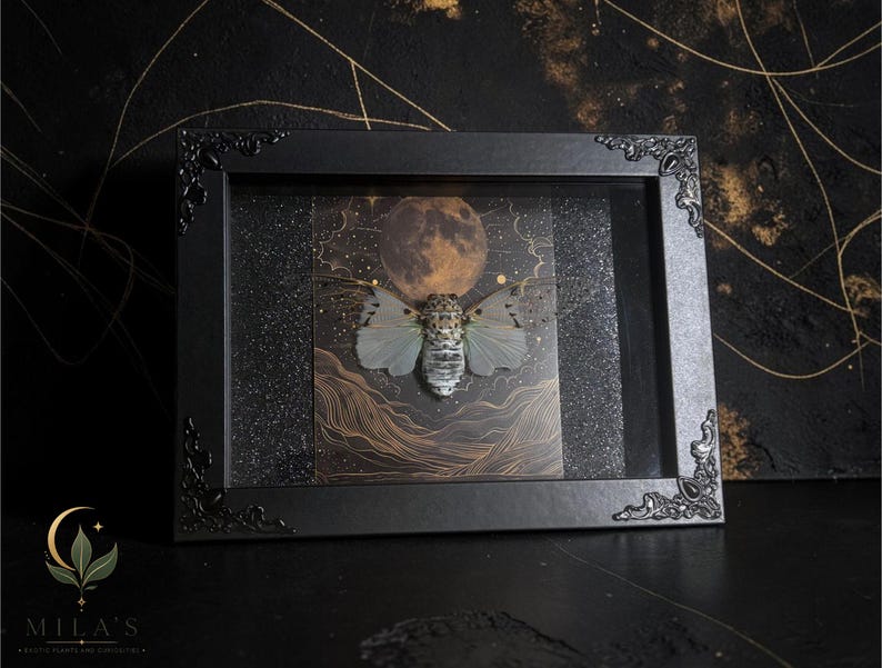 White Ghost Cicada Framed Art, Full Moon Shadow Box, Ornate Gothic Decor, 5x7 image 3