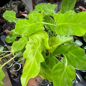 May include: A vibrant lime green Philodendron plant featuring large, deeply lobed, and wavy-edged leaves. The foliage displays a bright, glossy texture with visible water droplets scattered across the surface of the leaves, highlighting the plant's structure.
