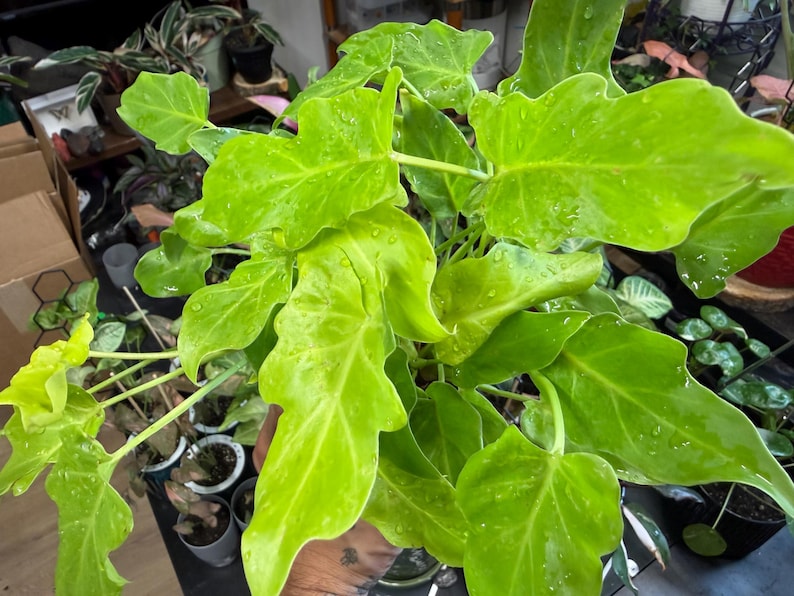 May include: A vibrant lime green Philodendron plant featuring large, deeply lobed, and wavy-edged leaves. The foliage displays a bright, glossy texture with visible water droplets scattered across the surface of the leaves, highlighting the plant's structure.