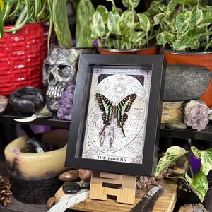Puede incluir: Una obra de arte enmarcada con una mariposa de alas verdes y negras, sobre un dise&ntilde;o de carta del tarot. El marco negro est&aacute; apoyado en un soporte de madera. La obra est&aacute; rodeada de plantas, cristales y objetos decorativos.