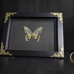 May include: A rectangular black frame containing a preserved butterfly with yellow, black, and white patterned wings. The frame features ornate gold-colored metal corner accents and a black backing, presenting the specimen in a shadow box style.