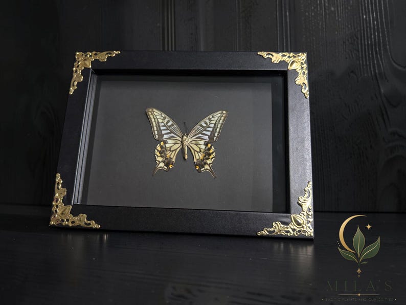 May include: A rectangular black frame containing a preserved butterfly with yellow, black, and white patterned wings. The frame features ornate gold-colored metal corner accents and a black backing, presenting the specimen in a shadow box style.