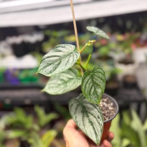 May include: A Philodendron brandtianum plant in a small brown plastic pot. The heart-shaped leaves feature a distinct variegated pattern with shades of metallic silver and deep green, arranged along a thin, upright wooden support stake.