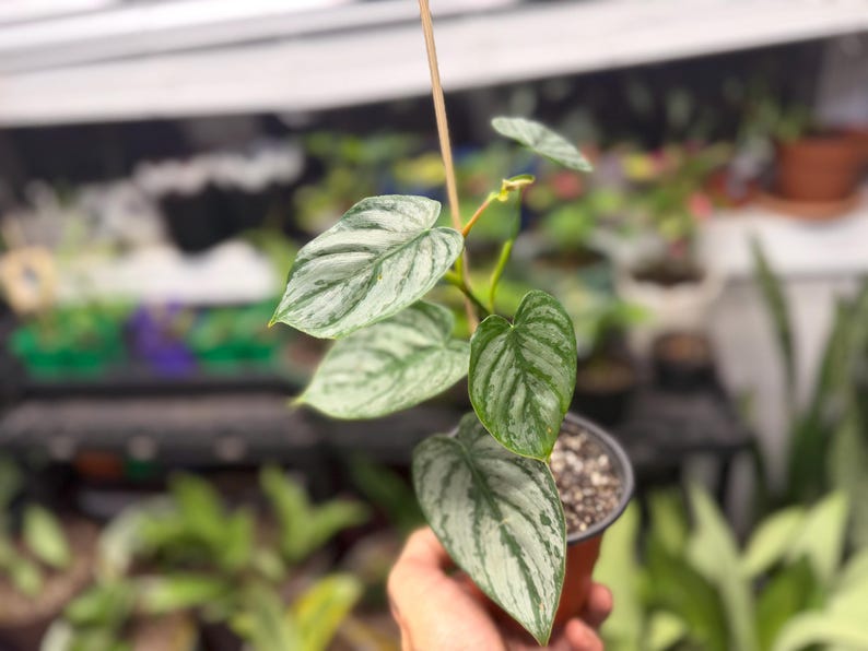 May include: A Philodendron brandtianum plant in a small brown plastic pot. The heart-shaped leaves feature a distinct variegated pattern with shades of metallic silver and deep green, arranged along a thin, upright wooden support stake.