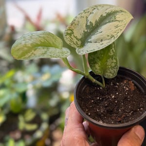 May include: A small potted Scindapsus pictus plant featuring heart-shaped leaves with variegated patterns of dark green, light green, and silvery-grey splashes. The plant is rooted in dark potting soil within a simple black plastic nursery container.