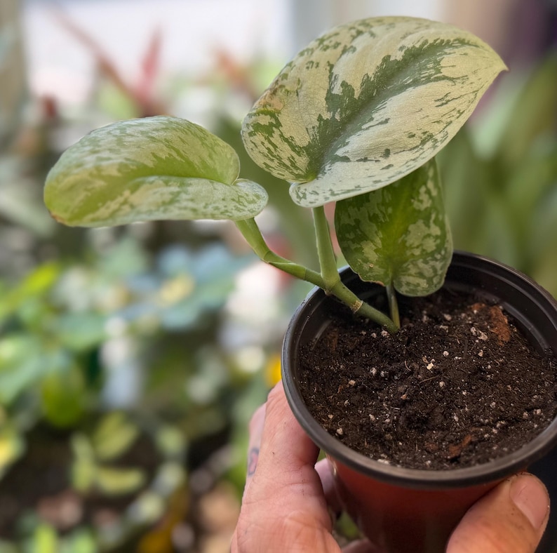 May include: A small potted Scindapsus pictus plant featuring heart-shaped leaves with variegated patterns of dark green, light green, and silvery-grey splashes. The plant is rooted in dark potting soil within a simple black plastic nursery container.