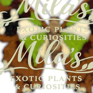 Puede incluir: Un logotipo con el nombre "Mila's" en una escritura estilizada, superpuesto a un dise&ntilde;o de mariposa con acentos marrones, verdes y blancos. Tambi&eacute;n est&aacute; presente el texto "EXOTIC PLANTS & CURIOSITIES".
