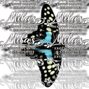May include: A black and blue butterfly design with light blue accents and white spots. The image includes the text "Mila's Exotic Plants & Curiosities" in a decorative font, repeated multiple times.