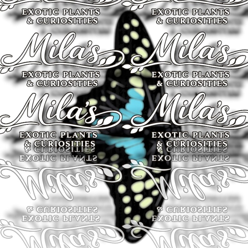 May include: A black and blue butterfly design with light blue accents and white spots. The image includes the text "Mila's Exotic Plants & Curiosities" in a decorative font, repeated multiple times.