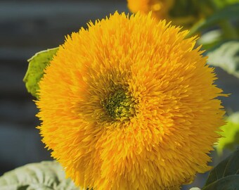 50pcs Blue Yellow Giant Teddy Bear Sunflower Seeds – Non-gmo Heirloom – Fluffy Bi-color Blooms for Garden Display