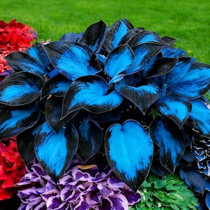 Black and Blue Hosta Seeds- 293 Seeds for Shade Garden