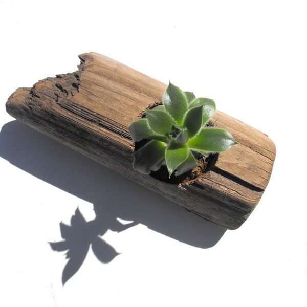 Driftwood Succulent Planter No. 4