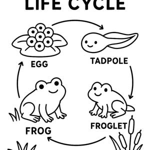 Frog Life Cycle Coloring Page: Educational Nature Craft (PDF Download