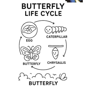 Butterfly Life Cycle Coloring Page: Educational Printable Activity (Digital Download)