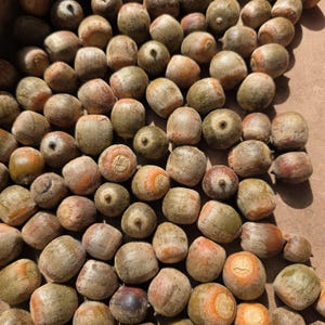 May include: A collection of numerous brown acorns scattered across a flat surface. Each acorn features a textured, woody shell with a distinct cap at the top, displaying various shades of tan, light brown, and muted green in a natural arrangement.