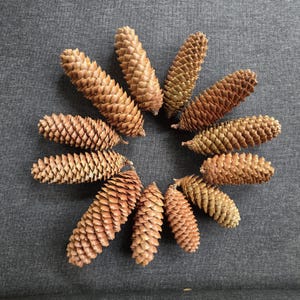 May include: A circular arrangement of eleven brown pine cones, each with a textured, scale-like surface. The cones vary slightly in color, ranging from light tan to a deeper reddish-brown. The background is a solid, dark gray fabric.