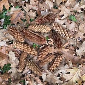 May include: A collection of brown pine cones scattered among fallen brown oak leaves. The pine cones vary in size and shape, with a textured, scale-like appearance. The leaves have a variety of shapes and shades of brown.