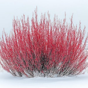 5 Red Dogwood Cuttings | Easy to Grow Winter Glory