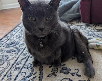 Animal Communication Reading – Connect with Your Beloved Pet