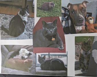 Animal Communication Reading – Connect with Your Beloved Pet