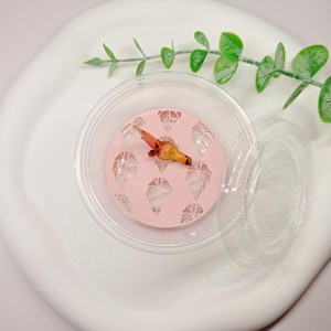 May include: A small, clear plastic container with a lid, holding a light pink circular insert featuring a die-cut leaf pattern. A single, small, light brown plant corm with a reddish-pink sprout is positioned in the center of the pink insert.