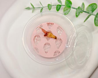 Corm Risers (5 pack)