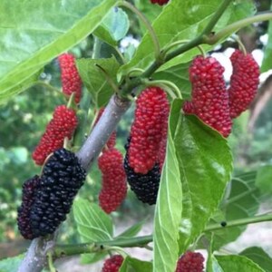 Dwarf Everbearing Mulberry Live Starter Plant - 4-8&quot; Tall - Ship No Pot - Low-Maintenance Mulberry Plant for Home Garden