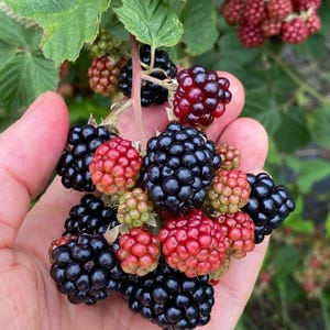 Set 2 Sweetie Pie Thornless Blackberry Starter Plants - 4-10&quot; Tall - Rubus Sweet Blackberry Fruit Live Plant for Gardening