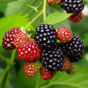 Set 2 Osage Thornless Blackberry Starter Plants - 4-10&quot; Tall - Rubus Sweet Blackberry Fruit Live Plant for Gardening