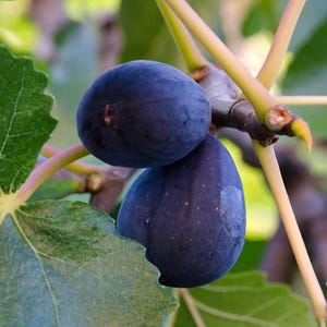 Black Mission Fig Fruit Starter Plant - 4-6” Tall - Ship No Pot - Black Purple Sweet Fig Fruit - Easy to Grow Plant for Home Garden/Orchard