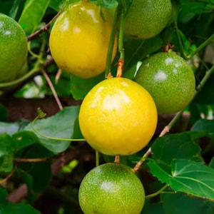 Yellow Passion Fruit Live Starter Plant - 4-6&quot; Tall - Well Rooted - Passiflora Edulis F Flavicarpa Tropical Fruit Vine - Ship No Pot