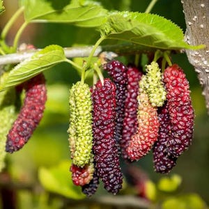 Dwarf Everbearing Mulberry Live Starter Plant - 4-8&quot; Tall - Ship No Pot - Low-Maintenance Mulberry Plant for Home Garden
