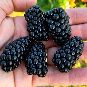 Set 2 Arapaho Thornless Blackberry Starter Plants - 4-10&quot; Tall - Rubus Sweet Blackberry Fruit Live Plant for Gardening