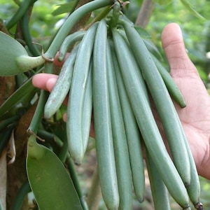 Vanilla Bean Orchid Live Starter Plant - 4-8in Tall - Ship No Pot - Vanilla Planifolia Fragrant Beans - Versatile Vine Yellow Blooms
