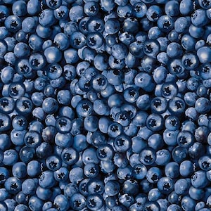Benartex Blueberry Hill Packed Blueberries Quilting Cotton Fabric- Blue