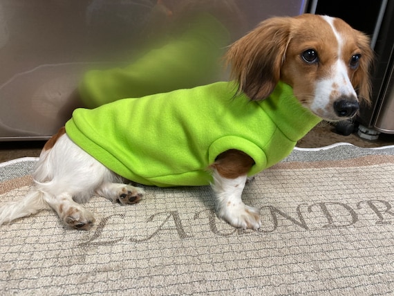 Mini dachshund cheap jacket