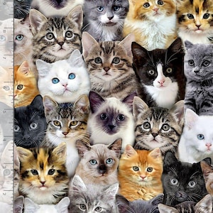 Timeless Treasures Packed Wild Cat Mixed Breeds of Cats Quilting Cotton Fabric- Multi