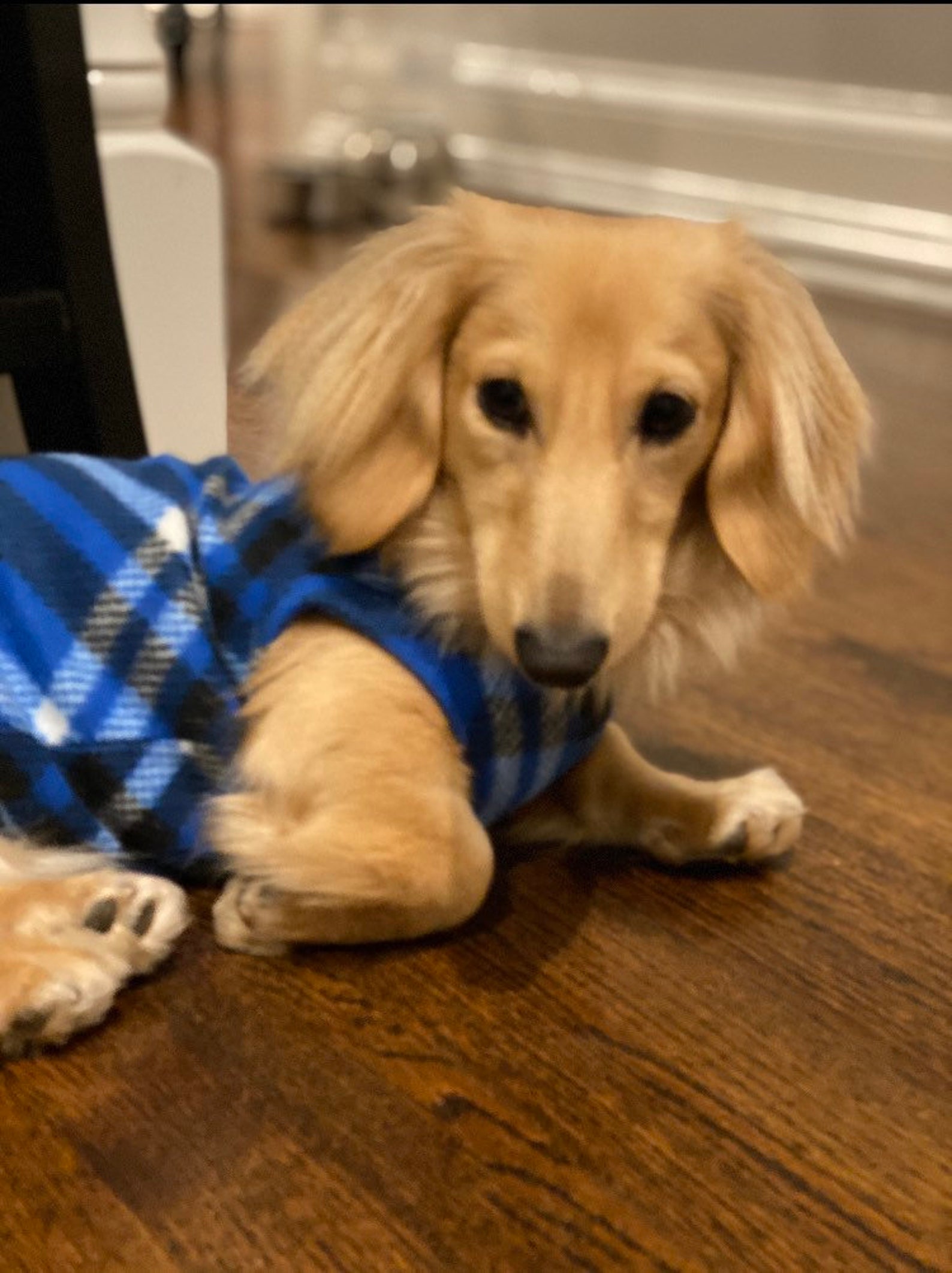 Blue Plaid Mini Dachshund Fleece Sweater measurements in item Etsy