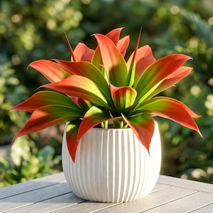 May include: A vibrant houseplant with red-tipped green leaves, potted in a white, vertically-ribbed ceramic pot. The plant sits on a light gray wooden surface, with a blurred green background. The plant's leaves have a striking color gradient.