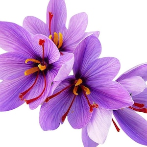 May include: A close-up of several purple saffron flowers, showcasing their delicate petals, yellow stamens, and red stigmas. The flowers are arranged against a plain white background, emphasizing their natural beauty and intricate details. The image highlights the vibrant colours.