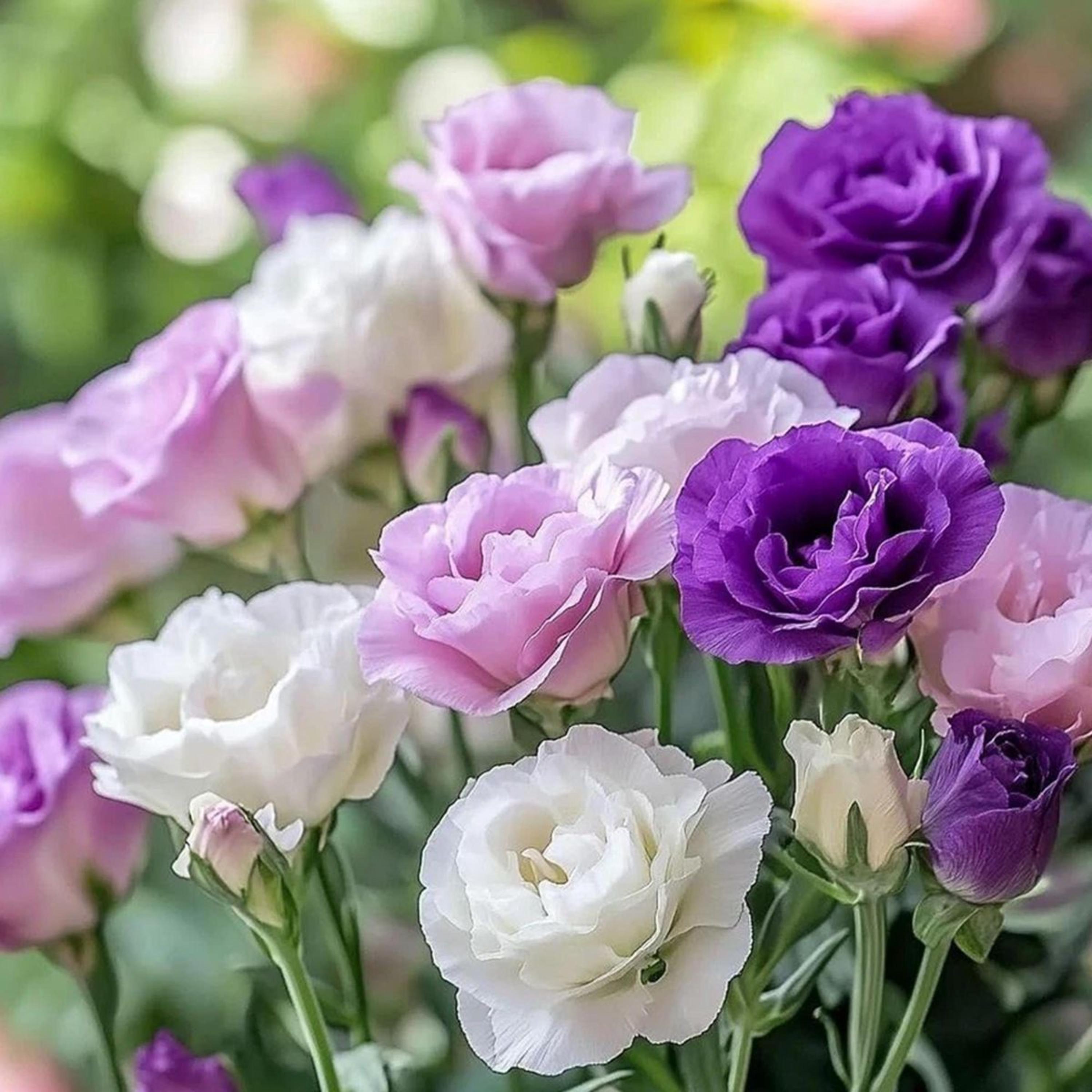 Lisianthus plug - Etsy 日本